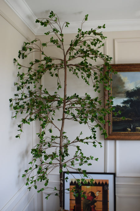 NEW* Artificial Bucida Buceras Tree, Black Olive Shady Lady tree H 210cm 7ft with pot and moss