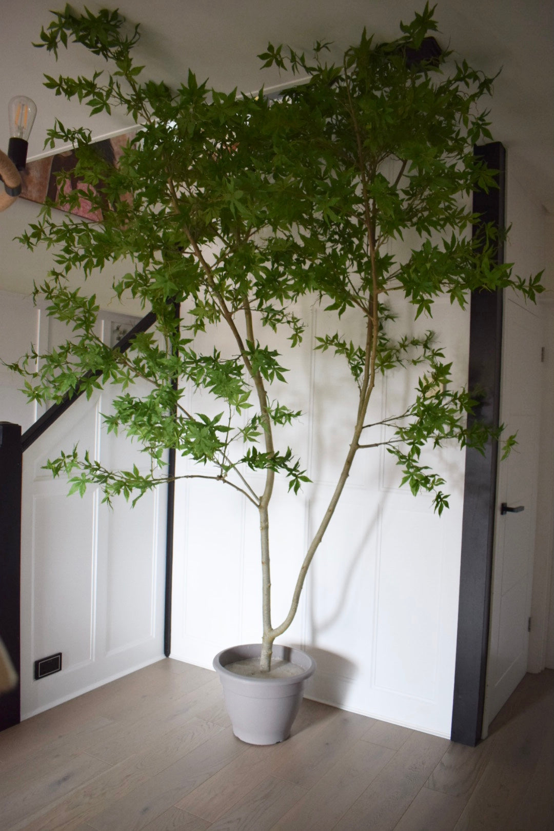 Faux Artificial Acer Tree  H 300cm, 3 m Tree with pot and moss