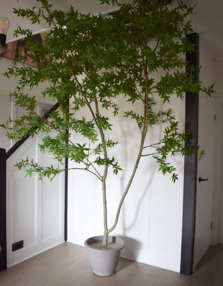 Faux Artificial Acer Tree H 300cm, 3 m