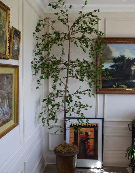 NEW* Artificial Bucida Buceras Tree, Black Olive Shady Lady tree H 210cm 7ft