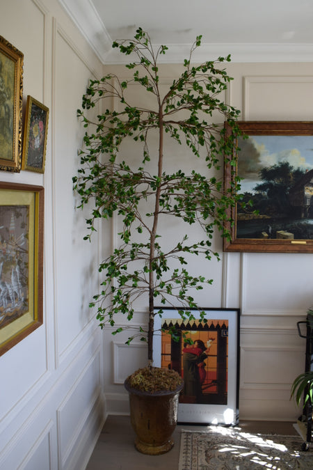 NEW* Artificial Bucida Buceras Tree, Black Olive Shady Lady tree H 210cm 7ft with pot and moss
