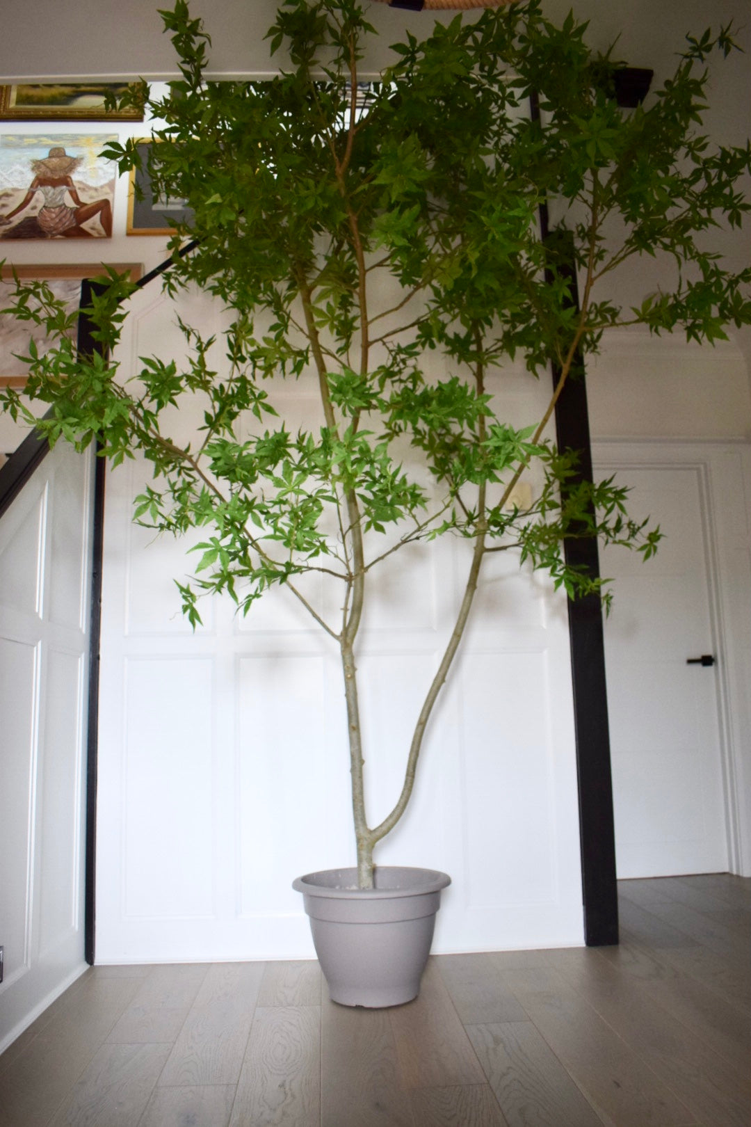 Faux Artificial Acer Tree  H 300cm, 3 m Tree with pot and moss