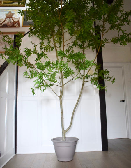 Faux Artificial Acer Tree H 300cm, 3 m