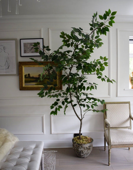 Artificial Ficus H 220cm with pot and moss